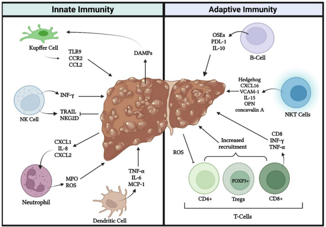 #NAFLD #NASH #immune #HCC #MedEd #livertwitter 📖Nice REVIEW: Alteration in immune function in patients with fatty liver disease 👨‍⚕️Stephanie N. Gregory, Shruthi R. Perati, Zachary J. Brown @DrZacharyJBrown 🔗PDF FOR FREE: f.oaes.cc/xmlpdf/7cccaf5…