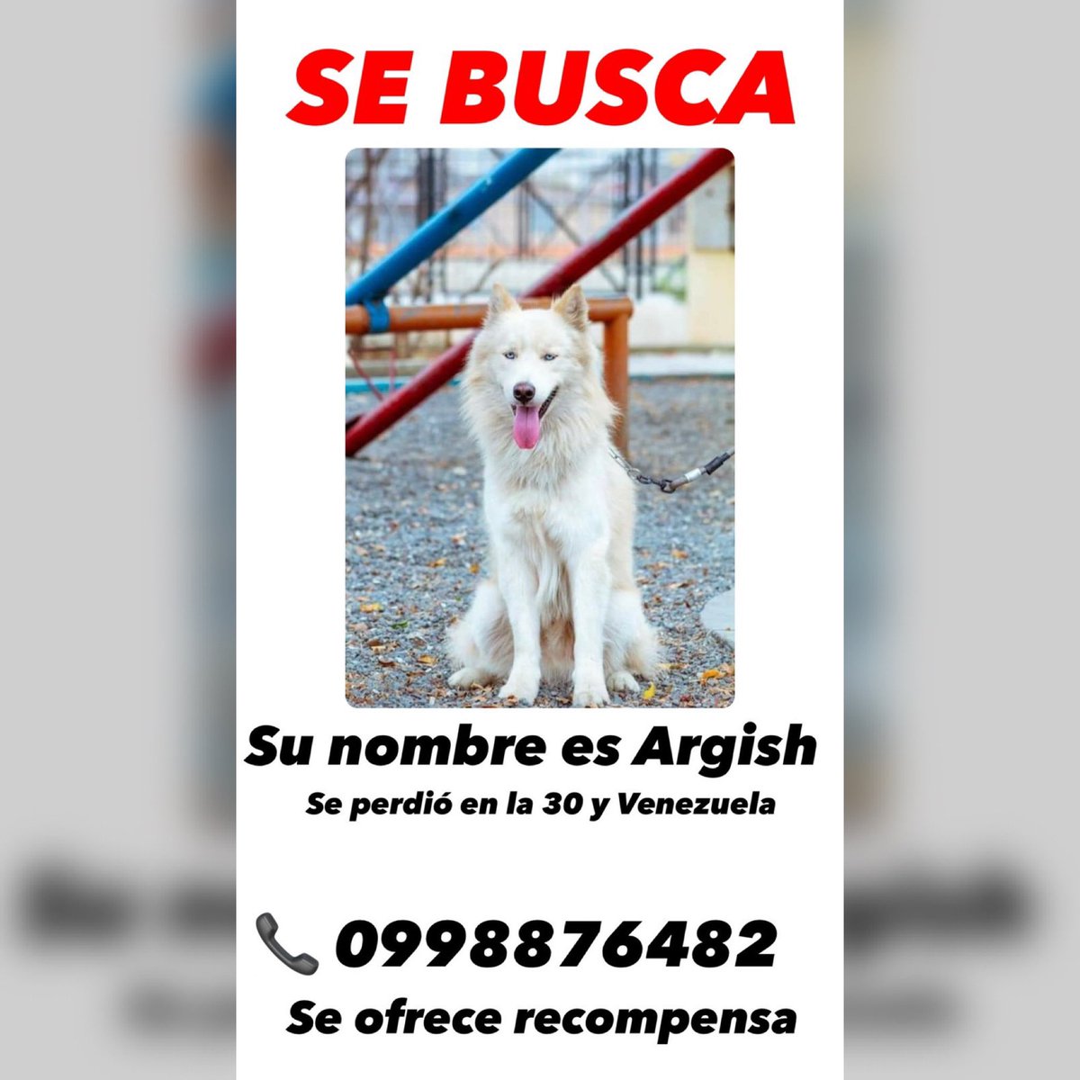 Sullymaria85's tweet photo. Si lo ven por favor comunicarse a ese número, tiene problemas de piel y anemia por lo que toma medicina, es un perrito muy querido en casa.. https://t.co/4H6QPYLroA