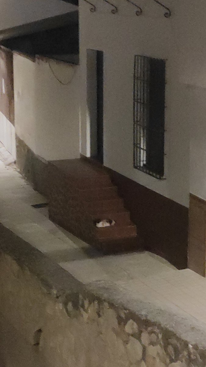 nosenumeritos's tweet photo. cirropio calico https://t.co/BlxMggqZqh