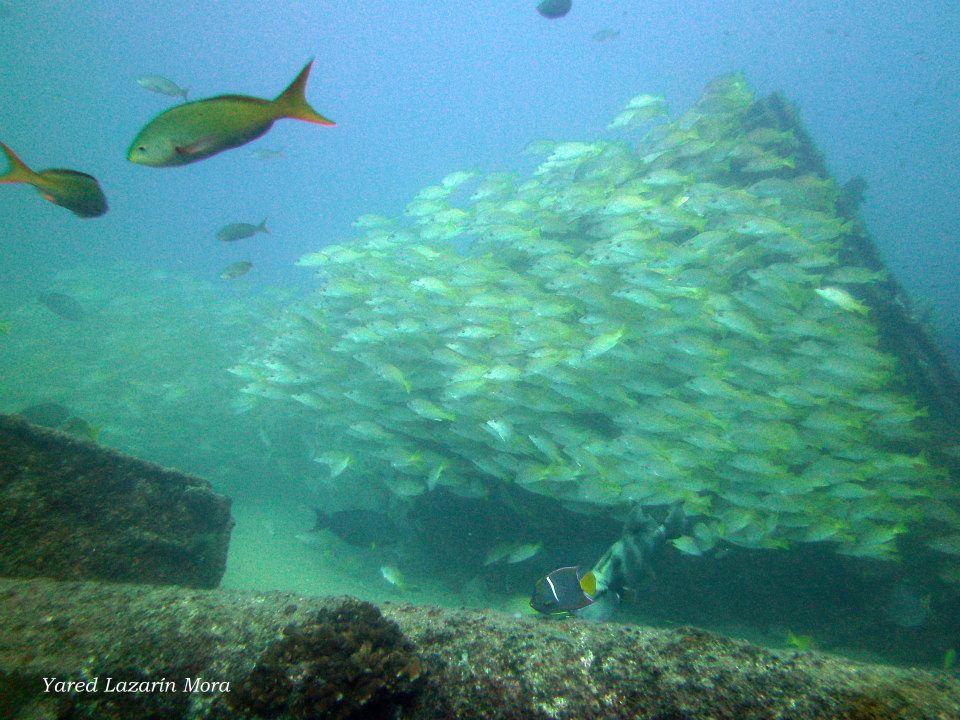 CyanaTB_Oficial's tweet photo. Muy buenos días, bienvenidos a un lunes lleno de vida marina.
Foto Cyana Todo Buceo
#Buceo #aventrua #ParqueNacional #coralreef #peces #pecio @entrecorrientes @estacanicazul @ArrecifesCoral @PulmoAmigos @CaboPulmoVivo https://t.co/rScJ0chy3q