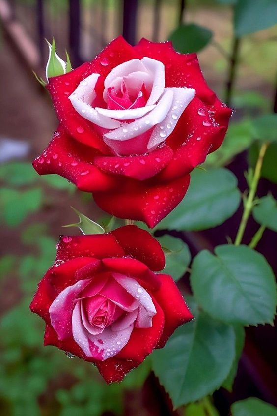 <a href="/Lisahudsonchow7/">Lisa 💃🏻💋🌹🍷</a> <a href="/satansradio666/">MAGA ROCK GAINS</a> <a href="/Saltlife177/">Saltlife1👠</a> <a href="/Jane_Barker1/">Jane Barker 🇺🇸</a> <a href="/Whyohyme1/">Whyohyme</a> @1Outlaw_ <a href="/NolaCookPatriot/">Patriot Nola</a> <a href="/TJDOGMANR2/">My Pronouns = GFY</a> @MAGAKAG_St3v3_I <a href="/bud_cann/">𝔹𝕦𝕕 & ℂ𝕒𝕤𝕖𝕪…</a> <a href="/stevealex140/">The Hunt Team patriots</a> <a href="/putnam_lisa/">Lisa Putnam</a> <a href="/Pokemom2R/">🇺🇲MagaMom🇺🇲</a> <a href="/DragonSword778/">DragonSword778</a> <a href="/david_gaisbauer/">David Gaisbauer</a> <a href="/SiirSL_/">𝗦𝗶𝗶𝗿𝗦𝗟_💣💯✌️💯✌️💯✌️</a> Have a Good Night &amp; Sweet Dreams, Lisa. ❤️
💃🏻💋🌹🍷 <a href="/Lisahudsonchow7/">Lisa 💃🏻💋🌹🍷</a> 💃🏻💋🌹🍷