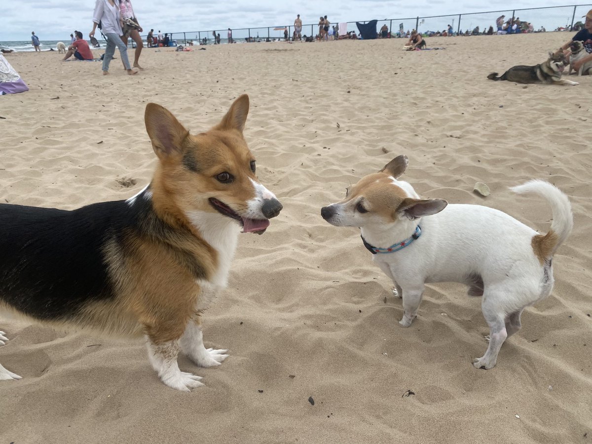 Quinn’s day at the dog beach resulted in new friends🐶☀️