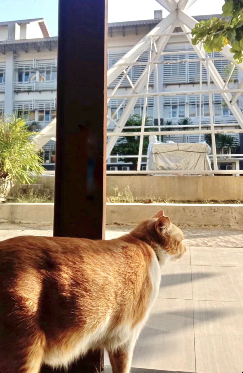 Mengawali awal kuliah dengan sapi