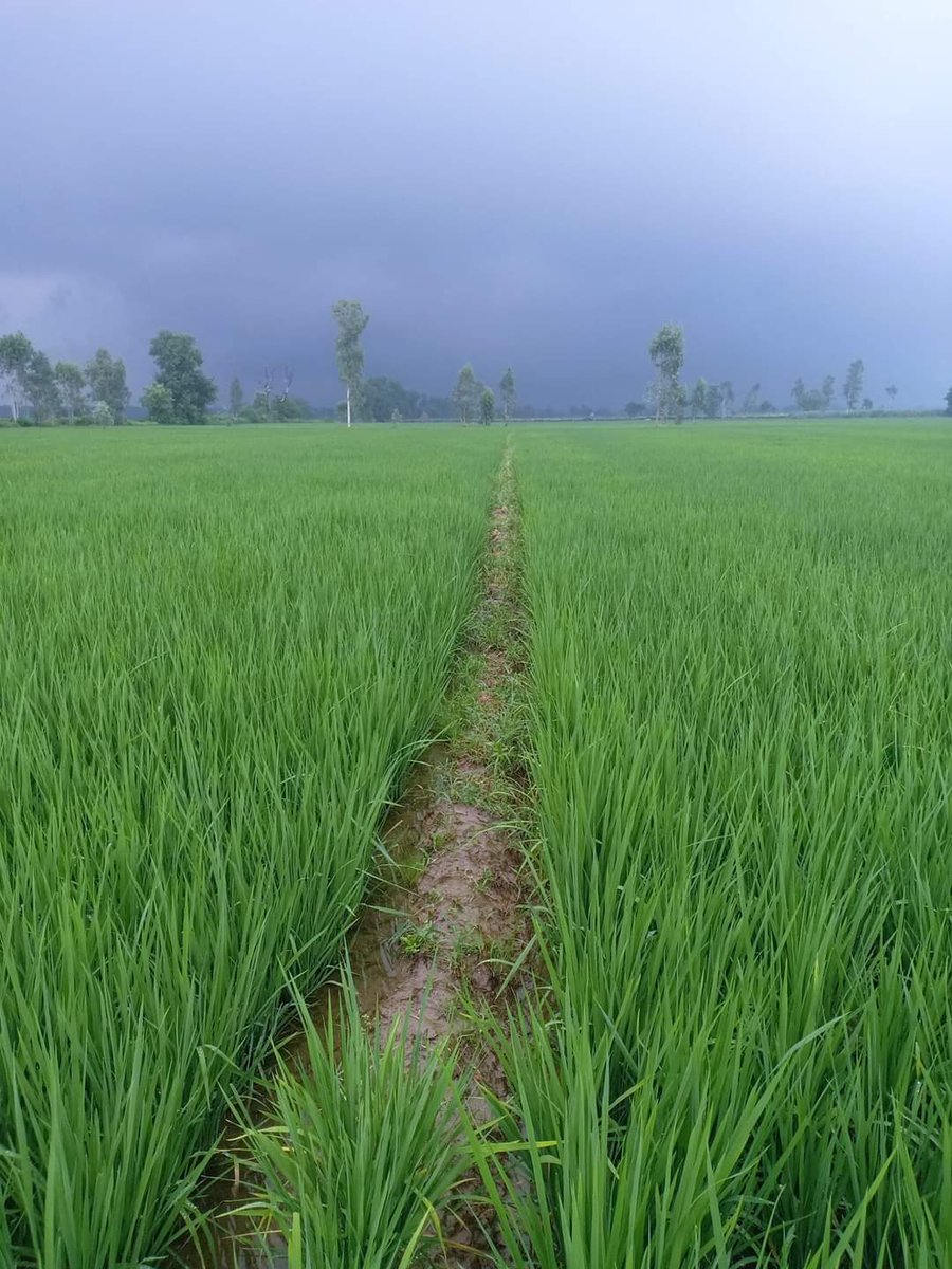 iBedardiRaja's tweet image. #DhaanTwitter