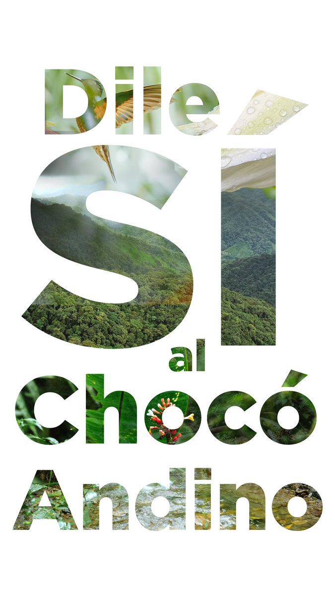 IvoTroya's tweet photo. Este 20 de Agosto gana la madre tierra, dile SI al Choco Andino. Por nosotros, nuestros hijos y nuestros nietos que merecen un planeta sano donde vivir. 

@QuitoSinMineria https://t.co/AqS6ijJH8t