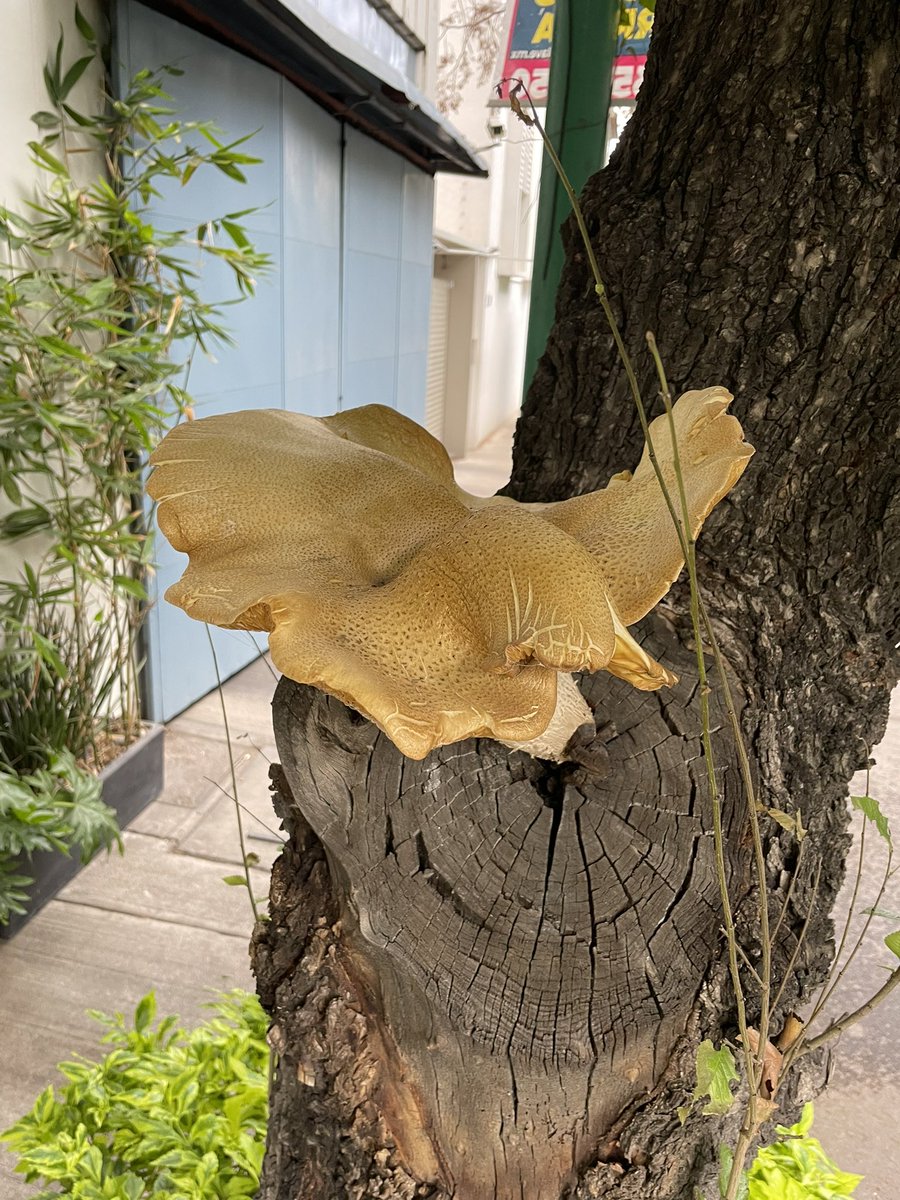 hchavezd's tweet photo. @Fungi_Cosas encontré a este gigante. Medía unos 35 cm. ¿Qué es? https://t.co/I0KxBhtMFM