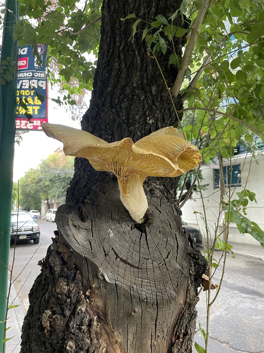 hchavezd's tweet photo. @Fungi_Cosas encontré a este gigante. Medía unos 35 cm. ¿Qué es? https://t.co/I0KxBhtMFM