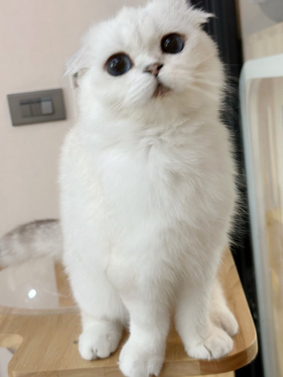 โบนัสเป็นแม่แมว (@bonusiie) on Twitter photo 