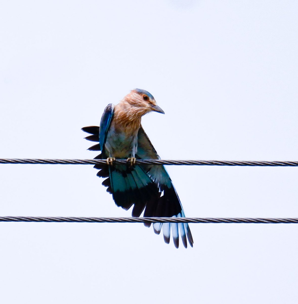 Your wings already exist
 all you have to do is 
               Fly
Indian roller
 #Mondayblues #indiaves #ThePhotoHour #BirdsOfTwitter #TwitterNatureCommunity #wildplanet #wildlife #BBCWildlifePOTD  #BirdsSeenIn2023 #NatureIn_Focus #birdtwitter #birds #NatGeoIndia