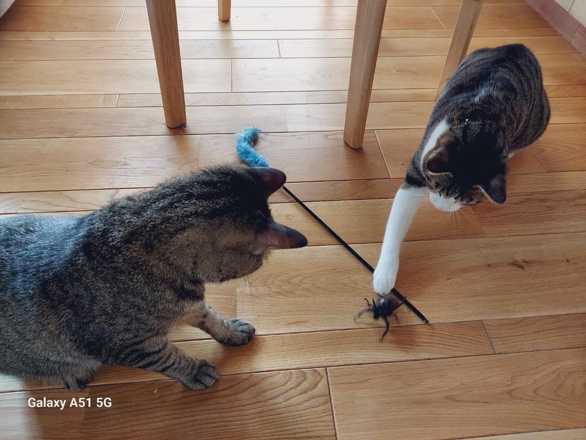 misodarecat's tweet photo. カブトムシ
　　　　⚡️VS⚡️
　　　　　　　　猫🐈 https://t.co/FAmcI2ESFq