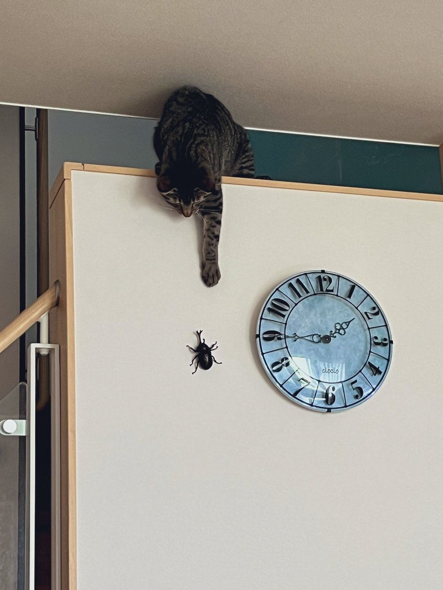 misodarecat's tweet photo. カブトムシ
　　　　⚡️VS⚡️
　　　　　　　　猫🐈 https://t.co/FAmcI2ESFq