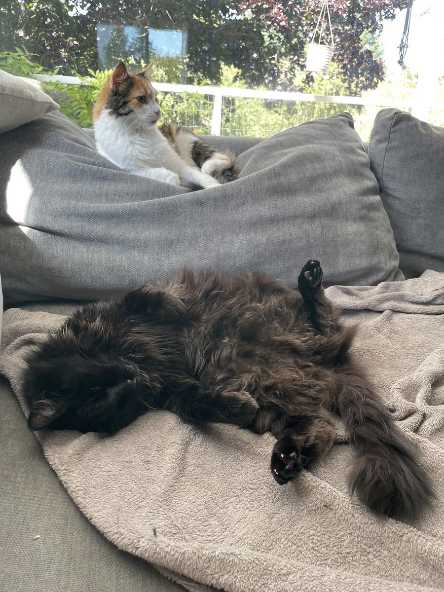 elllrr's tweet photo. @catshouldnt https://t.co/DVnELwSYPB