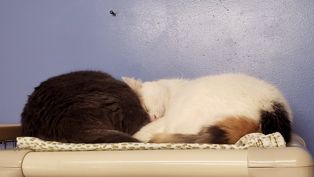 If they were human they'd be the most obnoxious couple nobody wants to be around. Always making out loudly in public & making everyone feel awkward to be around.
But they're not so I love them.
Shelter: Seal Beach Animal Care Center #Cats #sheltercats #rescuecats #AdoptDontShop