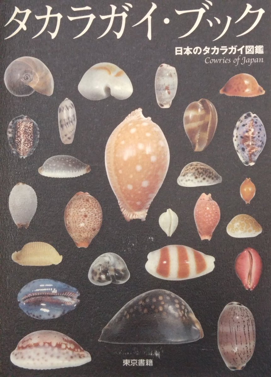 タカラガイブック表紙カバーの「クロユリダカラ」は、ニノミヤイトカケ