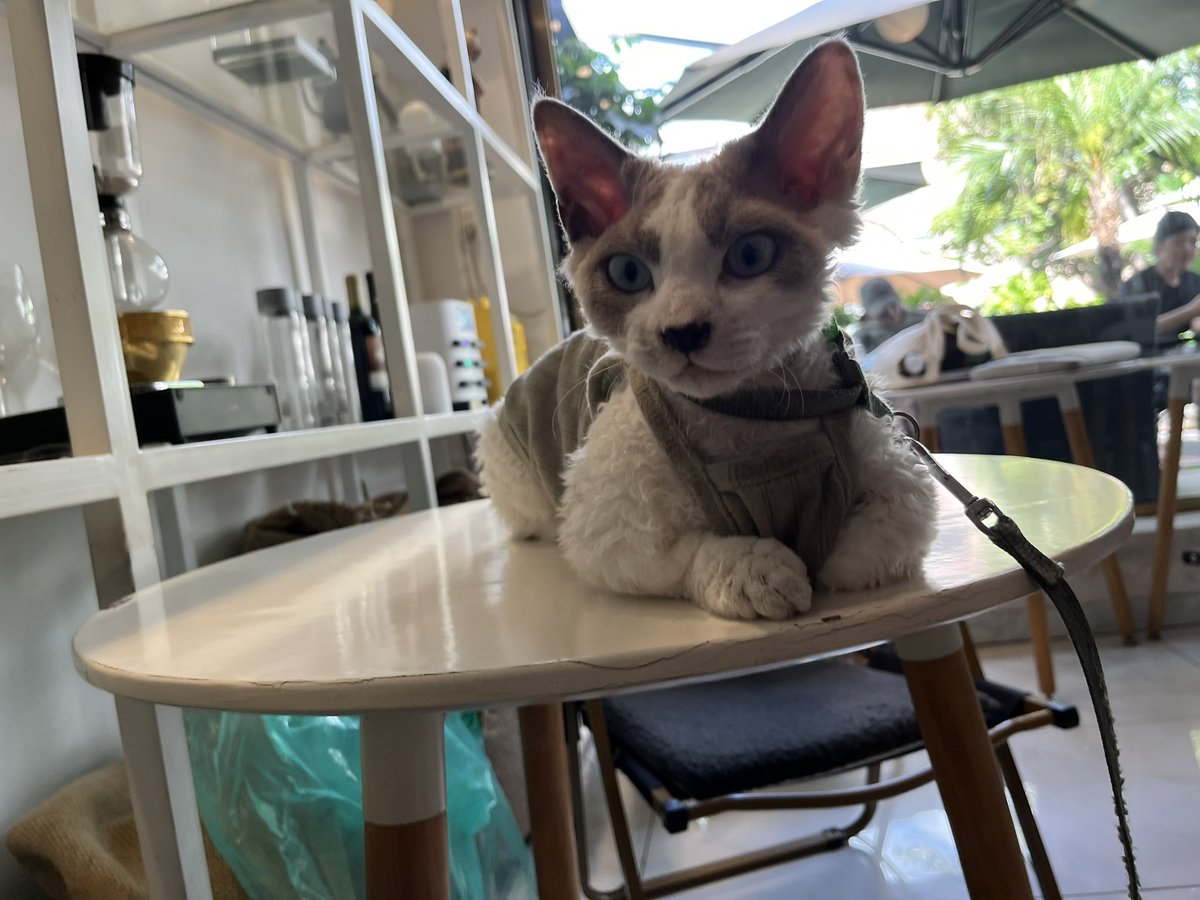 l1ancg's tweet photo. 咖啡店遇见的一只猫，👁️👁️被它一双眼睛所吸引

经查此猫名曰：德文卷毛猫 https://t.co/TYESjgFLde