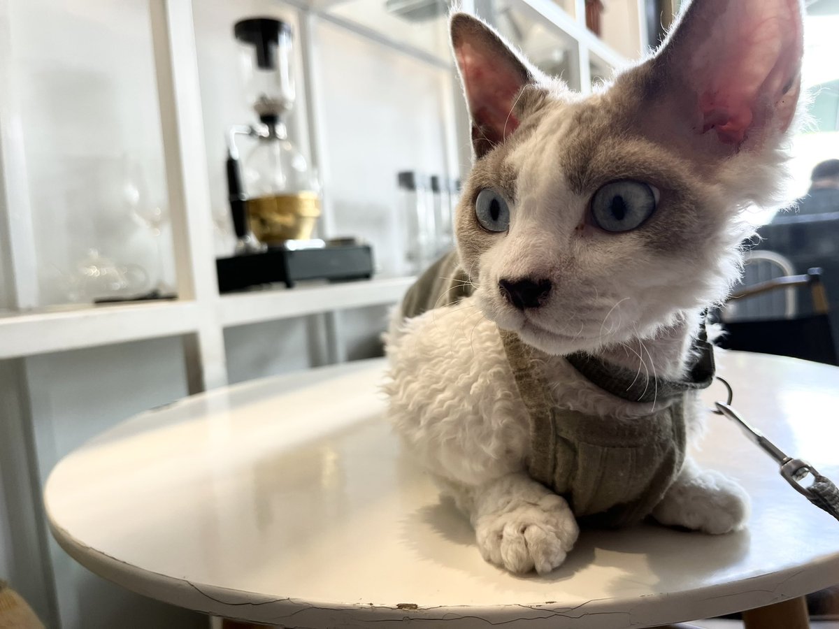 l1ancg's tweet photo. 咖啡店遇见的一只猫，👁️👁️被它一双眼睛所吸引

经查此猫名曰：德文卷毛猫 https://t.co/TYESjgFLde