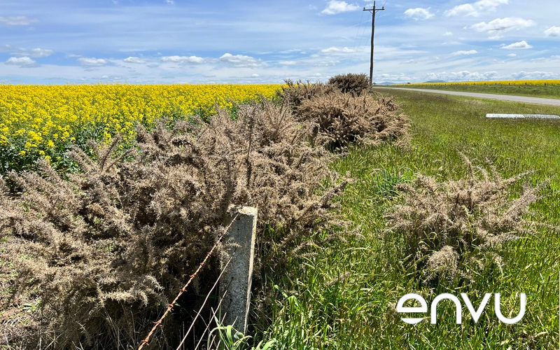 EnvuVMRuralANZ's tweet photo. Method's fast uptake and versatile application techniques make it perfect for dense infestations. From foliar spraying to cut stump and drill & fill techniques, one herbicide, many solutions! Find out more https://t.co/7oYN5dnBCq #envu #method240SL #WoodyWeedControl https://t.co/p7LtMBQ7cf