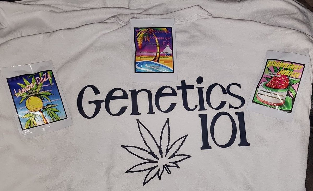Our auto-flower 🫘 are now available at <a href="/walipinibank/">Walipini Seedbank</a> &amp; <a href="/CraftBreeders/">CraftBreeders</a>! Let's celebrate w/ a giveaway!

3 packs 🫘 + t-shirt
*Follow this account
*Like
*Repost
*tag 2 or more friends to qualify

Ends Aug 20, 2023
(USA, UK, CA only)
walipiniseedbank.com/store/genetics…

craftbreeders.com/marketplace/st…