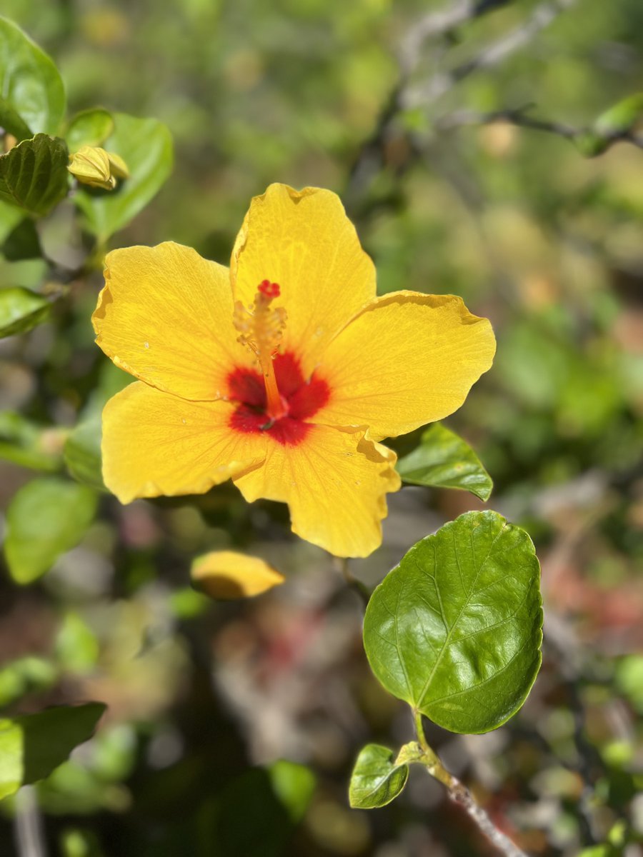 laylabee0007's tweet photo. Beautiful Hawaiian 🌺 https://t.co/y5sMCxx5VM