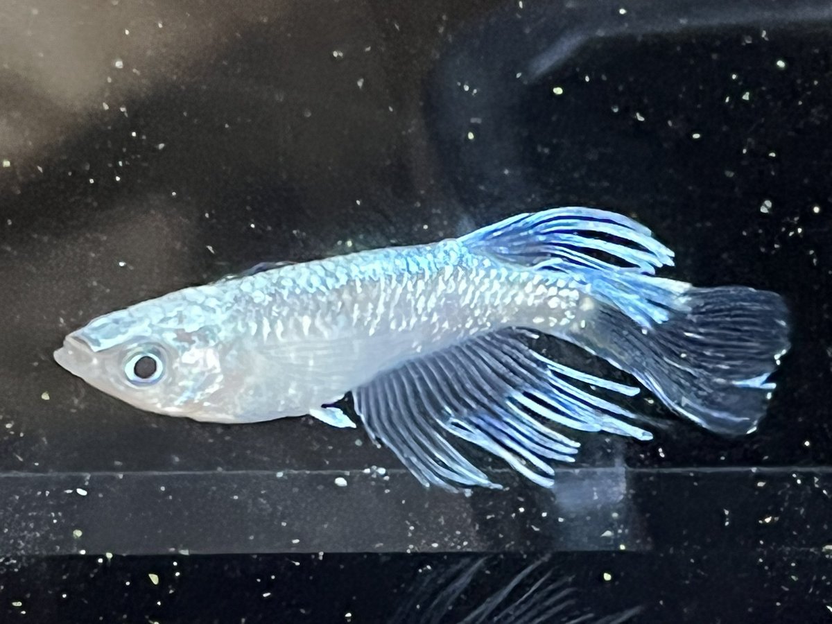kyoto_medakaof's tweet photo. 第三弾メダカプレゼント企画🎁
今回は　フサフサ百式マリアージュ　若魚2ペアプレゼント🐟致します。

応募方法
フォロー&amp;リツイート

送料は当方負担　一切お金はかかりません

締切は18日23時59分まで
リツイートいただいた方でイベントにお越しくださる方はお声がけでメダカ掬い2匹メダカ増量します https://t.co/sMxEqOrRRE