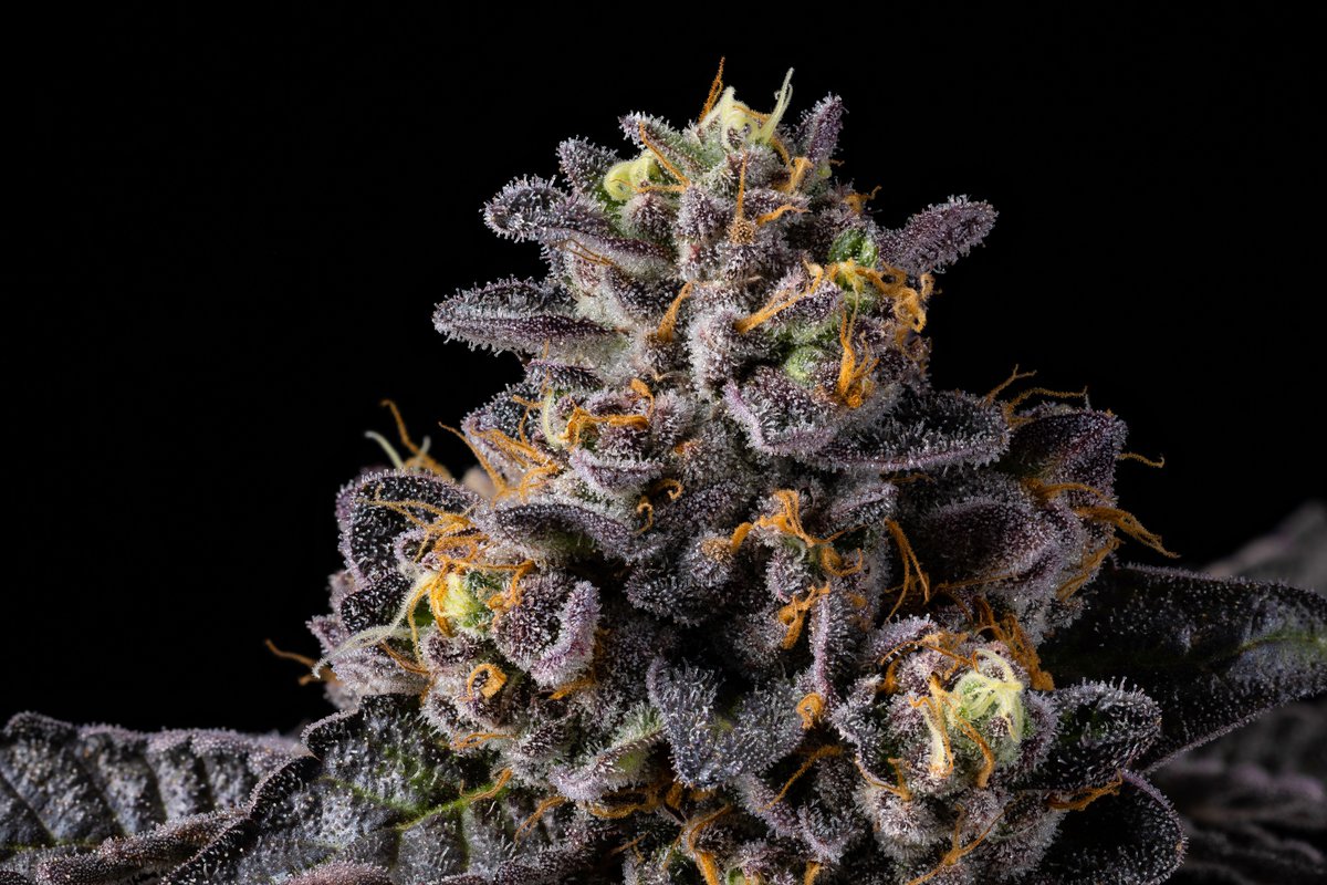 cookiesglobal's tweet photo. Lemon Cherry Gelato x Honey Bun { Triple Scoop } 🍨 https://t.co/ux1784ACMX