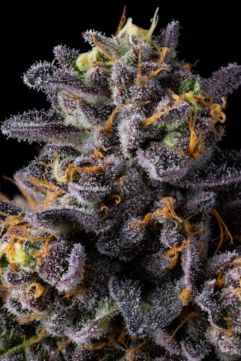 Lemon Cherry Gelato x Honey Bun { Triple Scoop } 🍨