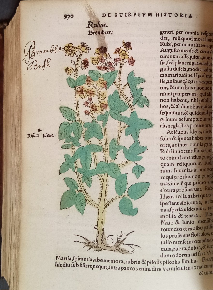 MarshsLibrary's tweet photo. Wondering how the #blackberries are this year after all the rain. Brambles helpfully identified by an early reader in this 17th century herbal. https://t.co/KUHZYORDN6