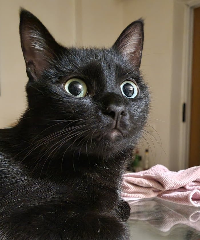 🥼📦?💀:😻 - Schrodinger's Crypto Cats tweet media