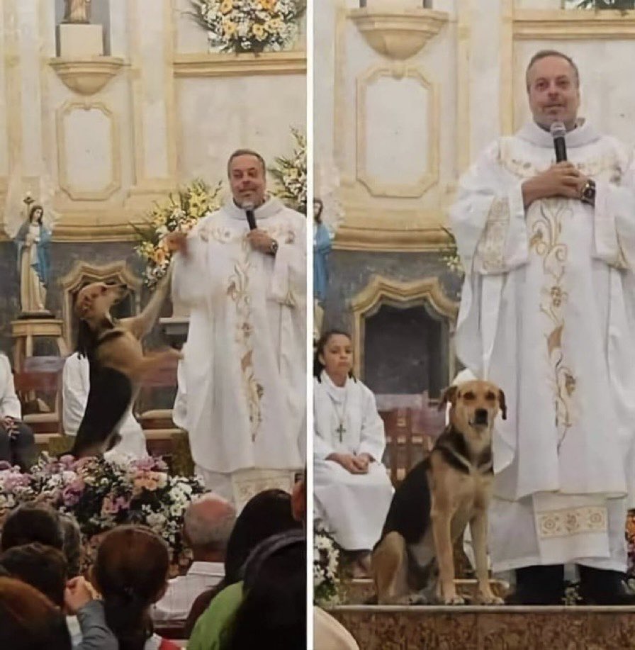 Il sacerdote brasiliano Juan Pablo porta via dalle strade i cani abbandonati, li nutre e li lava. Poi ne introduce uno ad ogni messa: decine di cani randagi hanno trovato una famiglia grazie a quest'uomo.