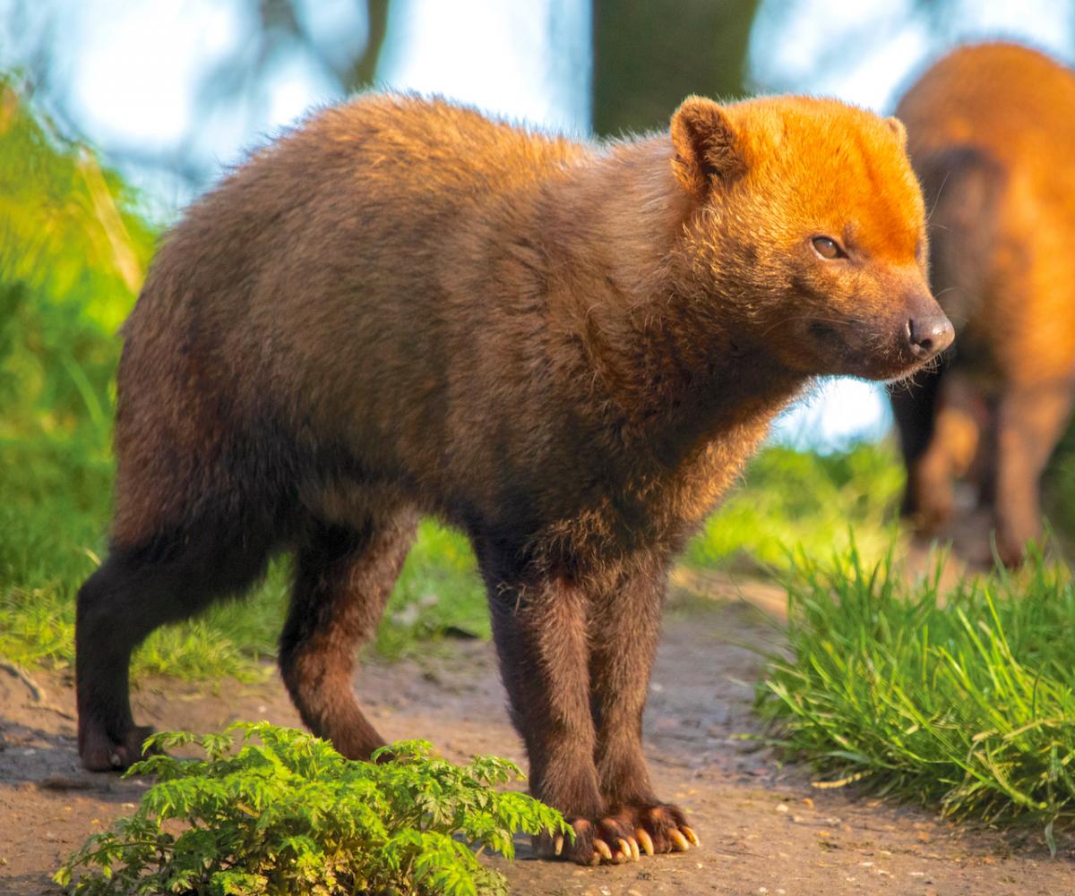 DickKingSmith's tweet photo. Strange yet wonderful creature of the day - the bush dog. They are from South &amp; Central America, have webbed feet and smell like vinegar. Four of them, called Emilia, Isabella, Sofia, and Tiny Tim, have just arrived at Marwell Zoo. Photo courtesy of Yorkshire Wildlife Park. https://t.co/kPy7gxSrHn