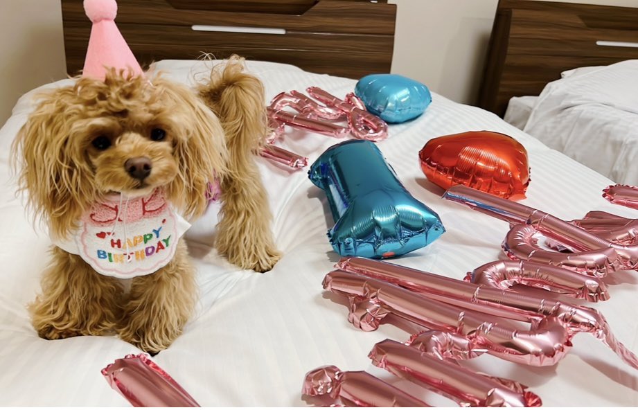 omi_o313's tweet photo. らぶちゃん🐶🐾🍀💕

今日は 
らぶちゃん1歳の誕生日🎂🎉
毎日楽しくて幸せな1年になりますよぅに〜🤗💓

ママ達の所に来てくれてありがとう〜ママは らぶちゃんのおかげで毎日楽しくて癒されて幸せです💕 らぶちゃんは どうかな〜??
ママ達の所に来て幸せって思ってくれてたらいいなぁ〜🍀💕 https://t.co/5ZXRmJakjw