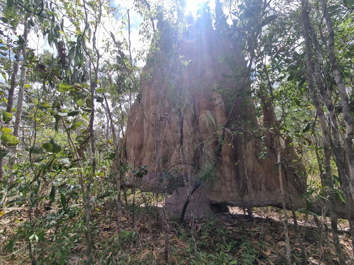 Termites going next level on Groote Eylandt. A whole floating castle