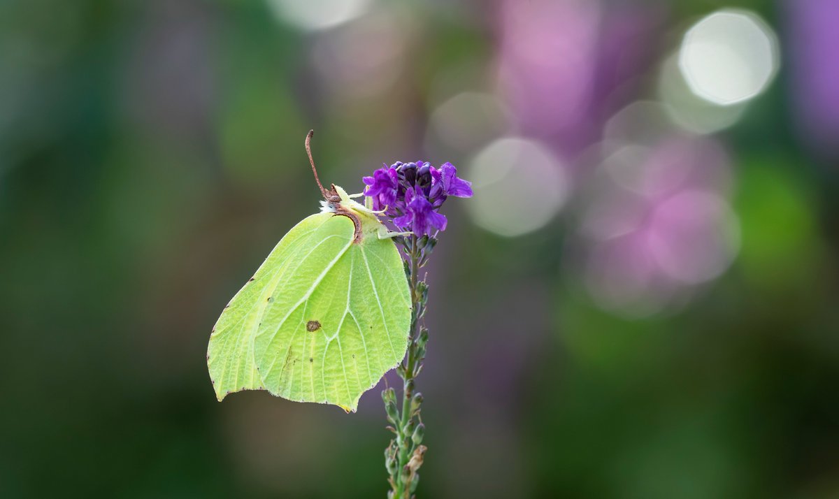 An early morning Brimstone in my garden, seen here on Purple Toadflax. @SussexWildlife @BCSussex @savebutterflies