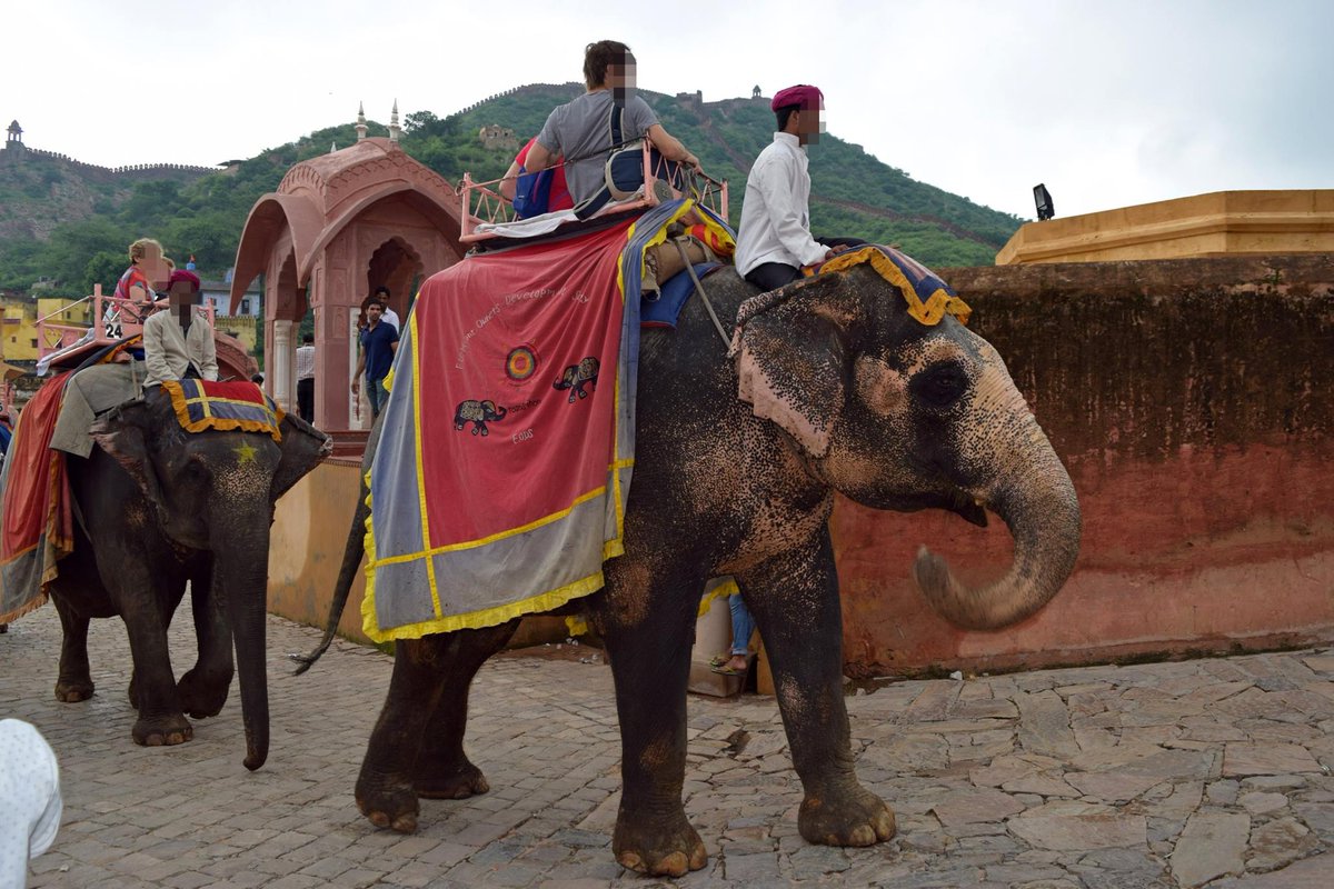 MoveTheWorldIN's tweet photo. Appalling cruelty is being inflicted on elephants for tourist rides and shows. Please help keep wild animals in the wild, where they belong & support our campaign.
Act Now: https://t.co/ZLhDYUkWzc
#EndElephantRides #NoPrideInElephantRide #AmerFort #INDIA #FreedomNotCaptivity https://t.co/R3NBetGNsp