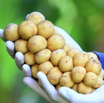 HainanToday's tweet photo. Native to #Thailand and #Malaysia, the fruit, #Langsat ,was brought from Thailand to #Hainan around 2013, and test planted in the World Tropical Fruit Agricultural Base in Qionghai City.After trying out different techniques, their langsat trees began producing steadily this year! https://t.co/SB2kGoEldz