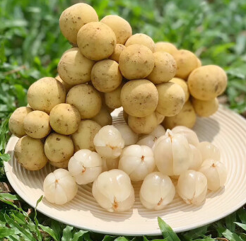 HainanToday's tweet photo. Native to #Thailand and #Malaysia, the fruit, #Langsat ,was brought from Thailand to #Hainan around 2013, and test planted in the World Tropical Fruit Agricultural Base in Qionghai City.After trying out different techniques, their langsat trees began producing steadily this year! https://t.co/SB2kGoEldz
