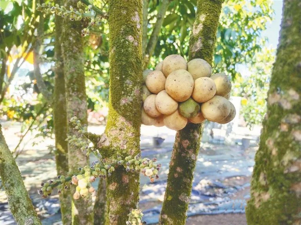 HainanToday's tweet photo. Native to #Thailand and #Malaysia, the fruit, #Langsat ,was brought from Thailand to #Hainan around 2013, and test planted in the World Tropical Fruit Agricultural Base in Qionghai City.After trying out different techniques, their langsat trees began producing steadily this year! https://t.co/SB2kGoEldz