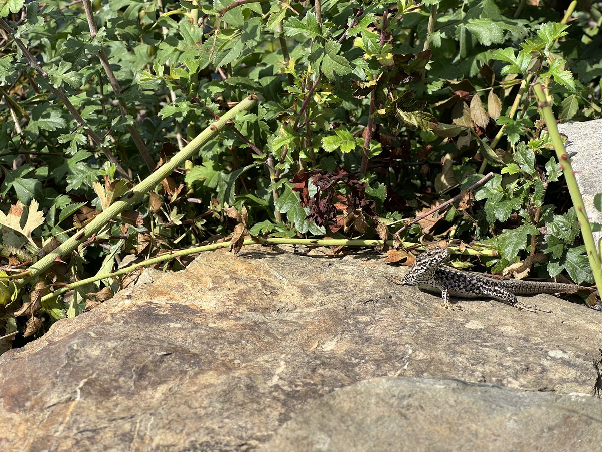 Kauper_XT's tweet photo. #tagdereidechse #worldlizardday #eidechse #wingsurf #lizard #lizards #wings https://t.co/7EDA7C6eib