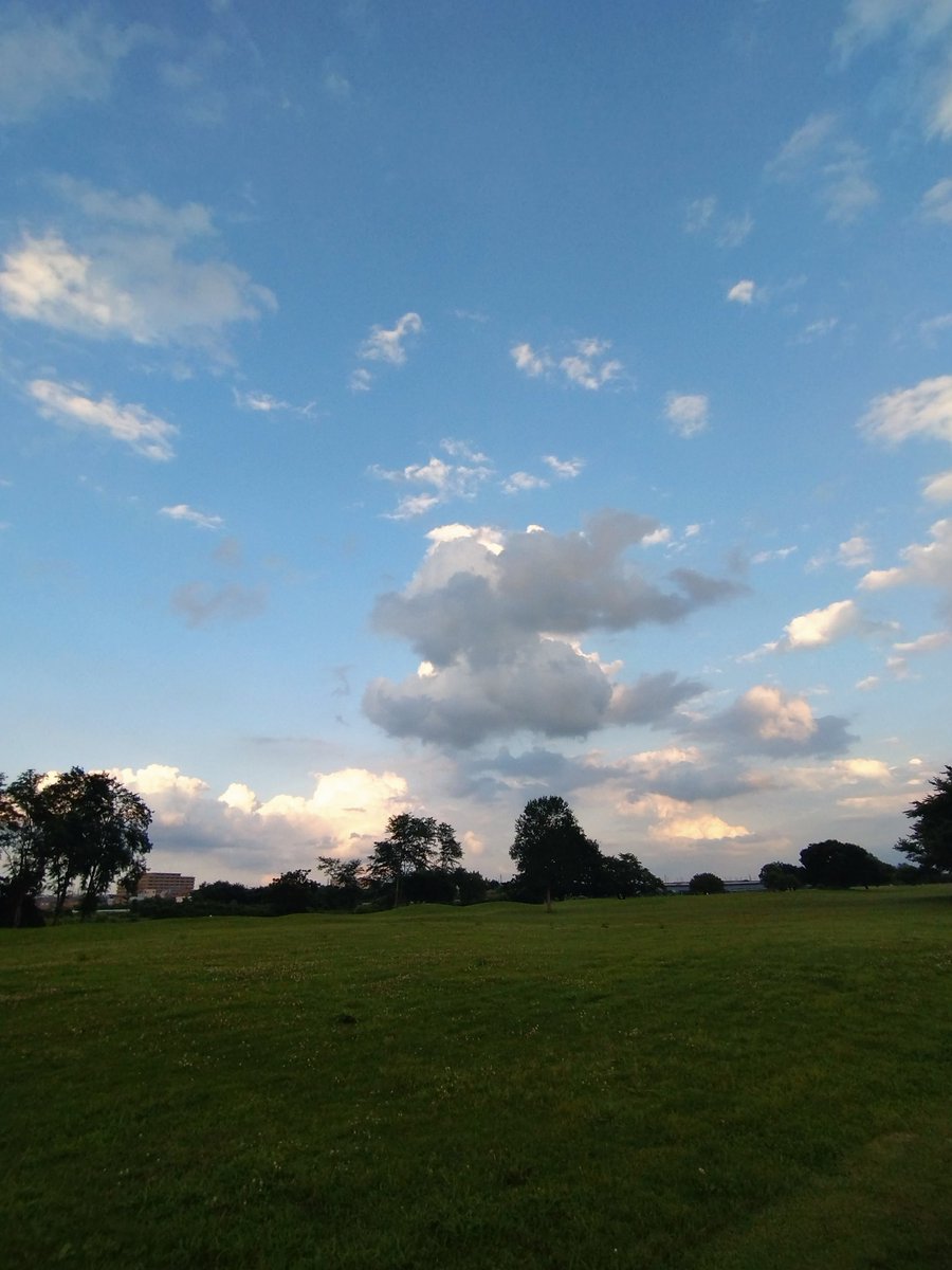 cute cats tweet media