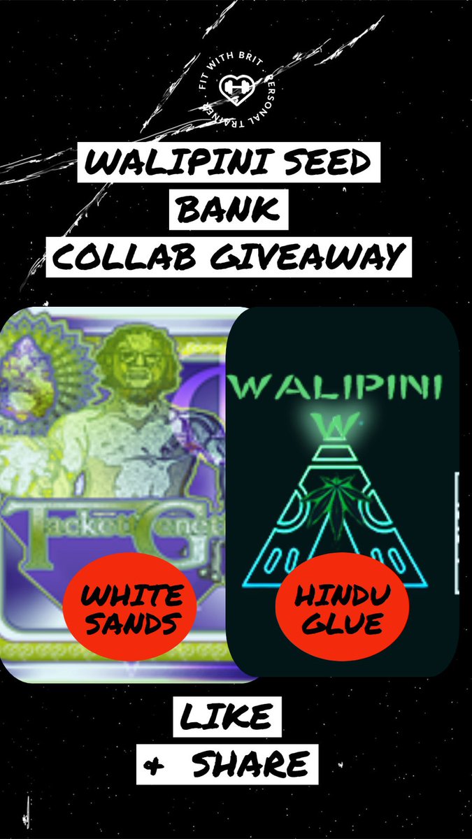 TackettGenes's tweet photo. GIVEAWAY

Winner drawn 8/20/23

Usual rules: Like, Follow, Repost. 

Must follow @TackettGenes, @walipinibank and @walipini to win. 

Winner receives one pack each of my unreleased White Sands and Wali’s unreleased Hindu Glue

I’ll add a pack of @OzarkProhibit also

Good luck! https://t.co/oSbEfs8fRS