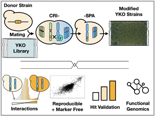 Our #OpenAccess  "CRI-SPA: a high-throughput method for systematic genetic editing of yeast libraries" paper is now available at @NAR_Open. 👇
doi.org/10.1093/nar/gk…