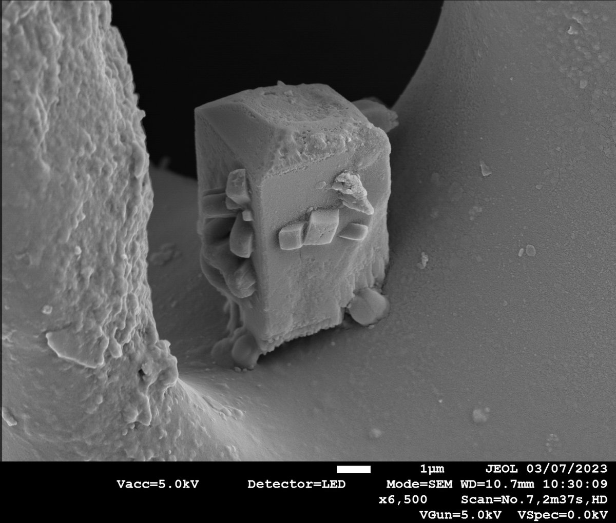 Shannon (@shan84728) on Twitter photo It's #MicroscopyMonday again. This image shows a salt crystal nestled within a hole in the shell of a sea urchin taken on our <a href="/JEOLEUROPE/">JEOL EUROPE</a> 7800F Prime Scanning Electron Microscope <a href="/CUIKCL1/">Centre for Ultrastructural Imaging (CUI)</a>.
#ElectronMicroscopy #Salt #Seaside #SeaUrchin #Electrons It's #MicroscopyMonday again. This image shows a salt crystal nestled within a hole in the shell of a sea urchin taken on our <a href="/JEOLEUROPE/">JEOL EUROPE</a> 7800F Prime Scanning Electron Microscope <a href="/CUIKCL1/">Centre for Ultrastructural Imaging (CUI)</a>.
#ElectronMicroscopy #Salt #Seaside #SeaUrchin #Electrons