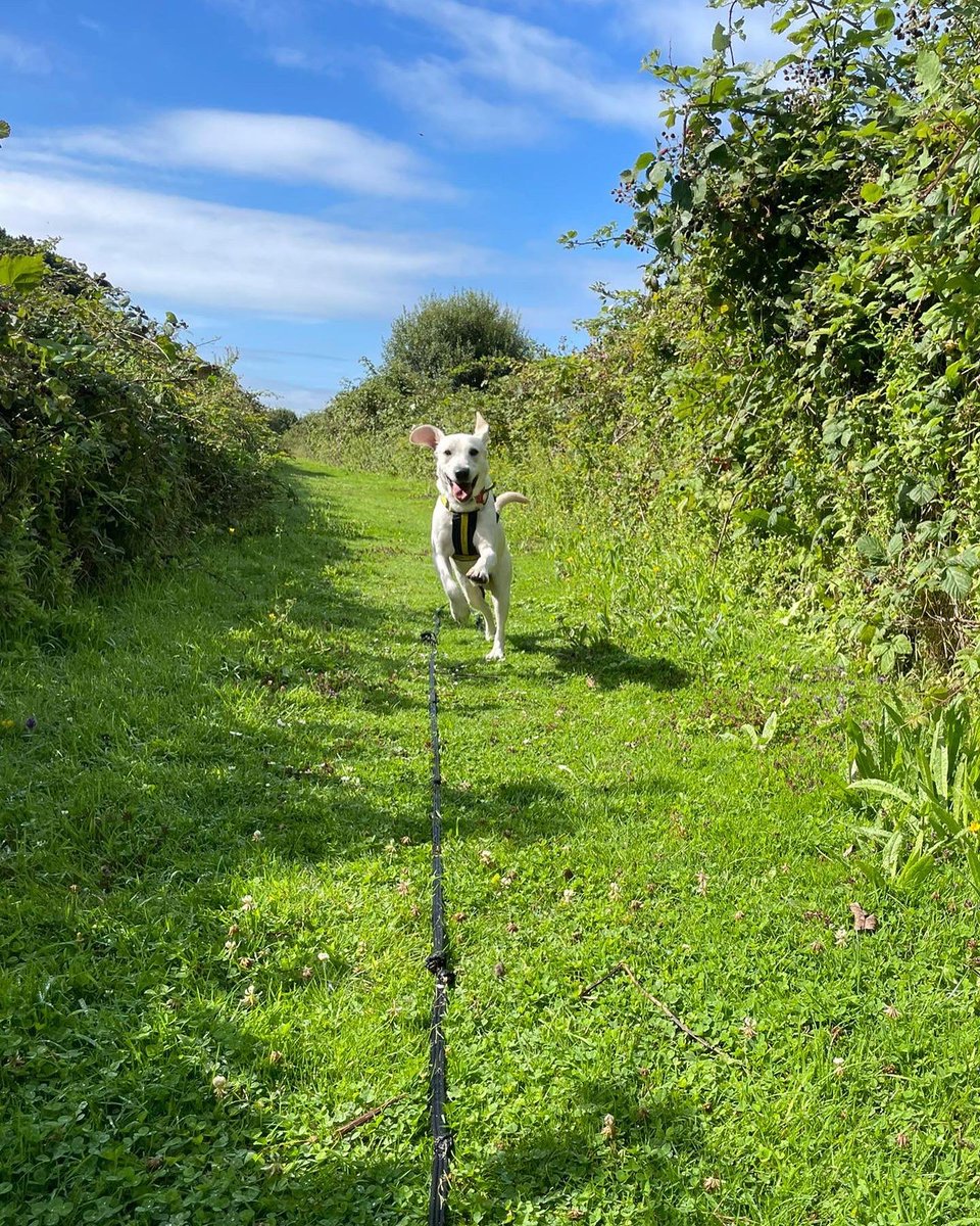 DT_Shoreham's tweet photo. Boo is bouncing through Monday, full steam ahead! 😍🐎
This sweet #LabradorPup is currently available for adoption but is looking for quite a specific home, due to his sensitive character. https://t.co/tyfiq5UKDV #MondayMotivation https://t.co/IIdL4yd3Ut