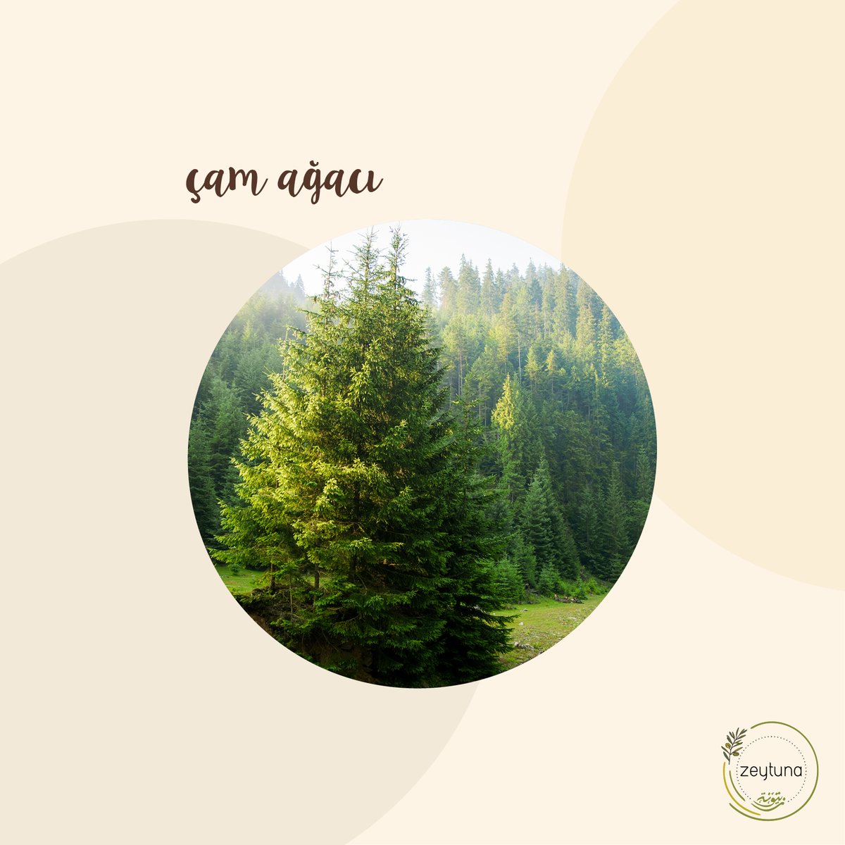 zeytunarestoran's tweet photo. latince ismi pinus pinea olan çam ağacı, tür bakımından en zengin orman ağacıdır. dayanıklı yapısı sayesinde her iklimde yaşayabilen çam ağacının yaklaşık 115 türü olduğu bilinir, doğu akdeniz bölgesinde ise daha çok kızılçam, halep çamı, fısıtık çamı gibi türleri yetişir.+ https://t.co/9B17agVw7l