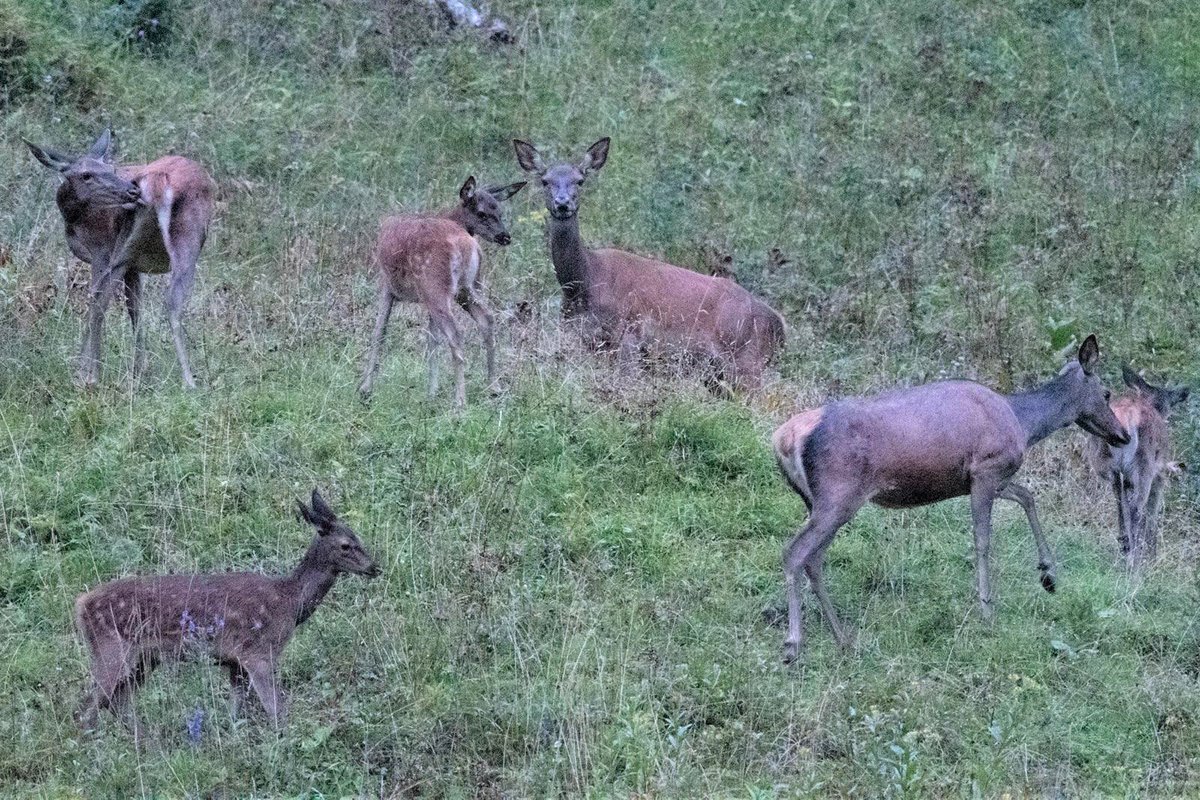 Saw yesterday about 50 does with their young ones.
#doe #hirschkuh #wildlife #nature #TwitterNatureCommunity #ThePhotoHour  #DailyPictureTheme