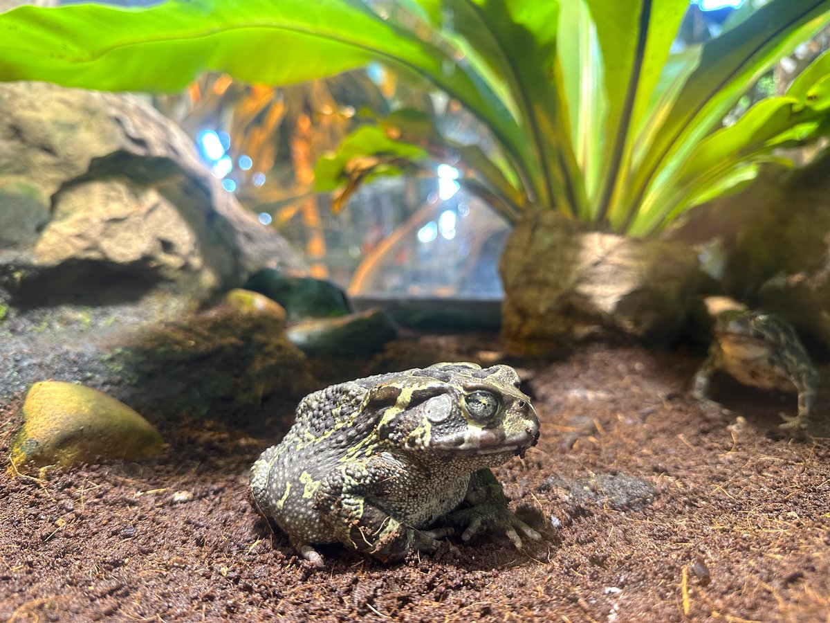 2OceansAquarium's tweet photo. Our Western leopard #toad is hopping to meet you! ๐ธ๐
The cool toads are endemic to the Cape Peninsula, the Cape Flats and the Agulhas flats of the Western Cape! ๐ฟ๐ฆ
#twooceansaquarium #toad #westernleopardtoad #wlt https://t.co/4b6ZpKHZor