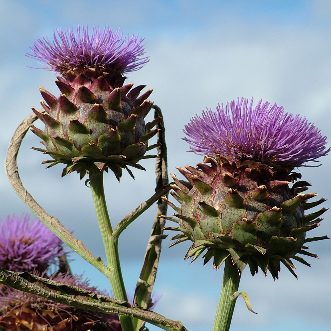 DerekRKing2's tweet photo. The most stunning view of artichoke thistles 🌻at Historic Scotland's Dirleton Castle &amp; Gardens, East Lothian 🏰on a bright sunny day. 🌞#artichokethistle #historicview #dirletoncastle #gardens #sunshinevibes #beautifulday

more pics on my website https://t.co/HWpnV3pp19 https://t.co/0x07jHYpQN