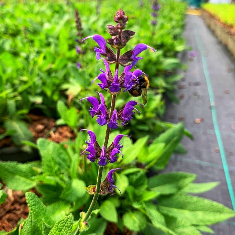 OrionFutureTech's tweet photo. Visit to Ginkgo Gardens who have some beautiful perennials on the go. Ginkgo focus on an IPM approach at the nursery, and that really showed in the number of pollinators and natural predators buzzing around us. #ornamentals #nursery #ipm #horticulture #siliconinhorticulture https://t.co/PUaDEGUWLx