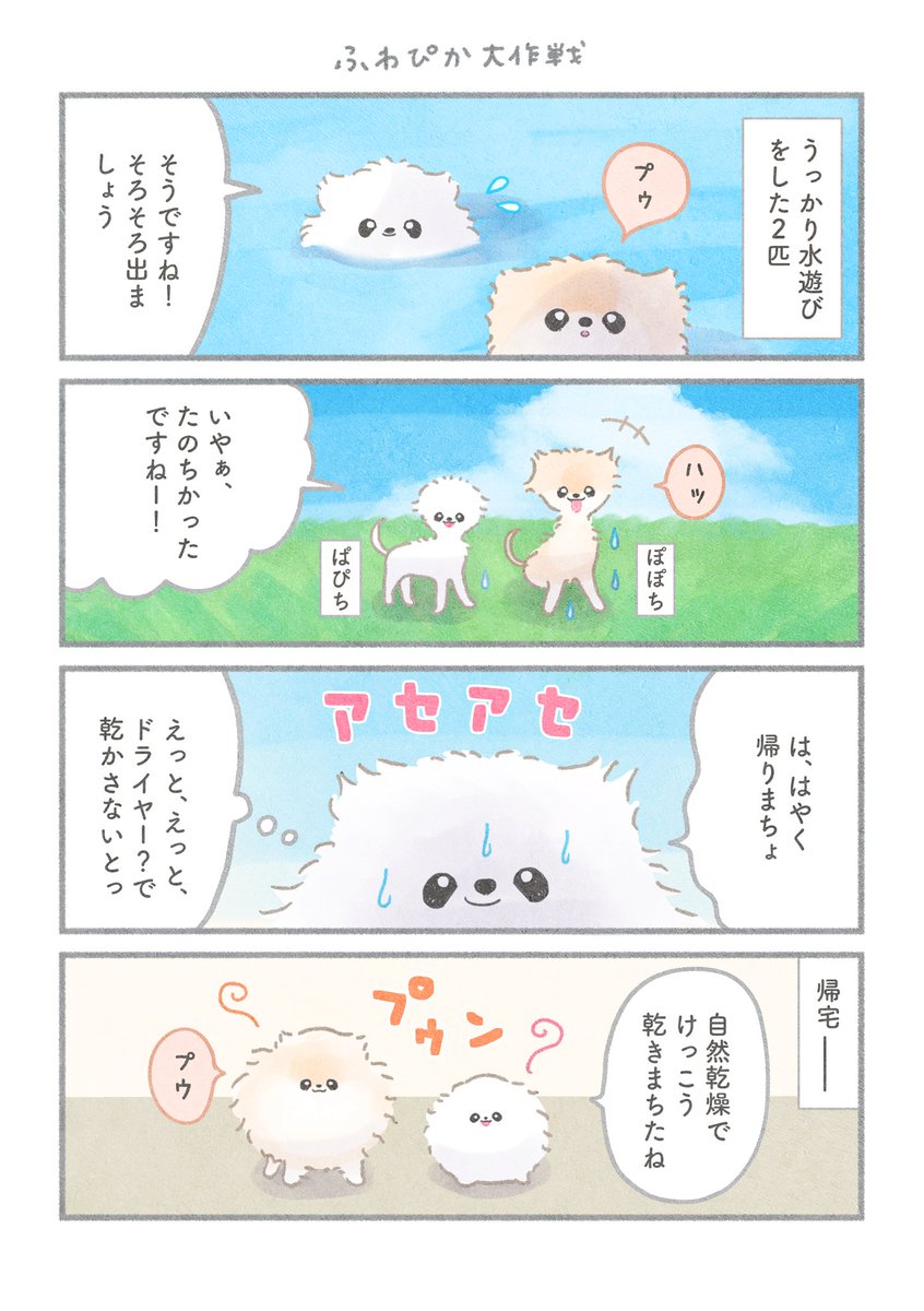 マンガ ぽぽちとぱぴち⑦ 1/2  ꒰ ՞•ﻌ•՞ ꒱.。o( 乾かさなくては…! )  #ポメラニアン #漫画が読めるハッシュタグ