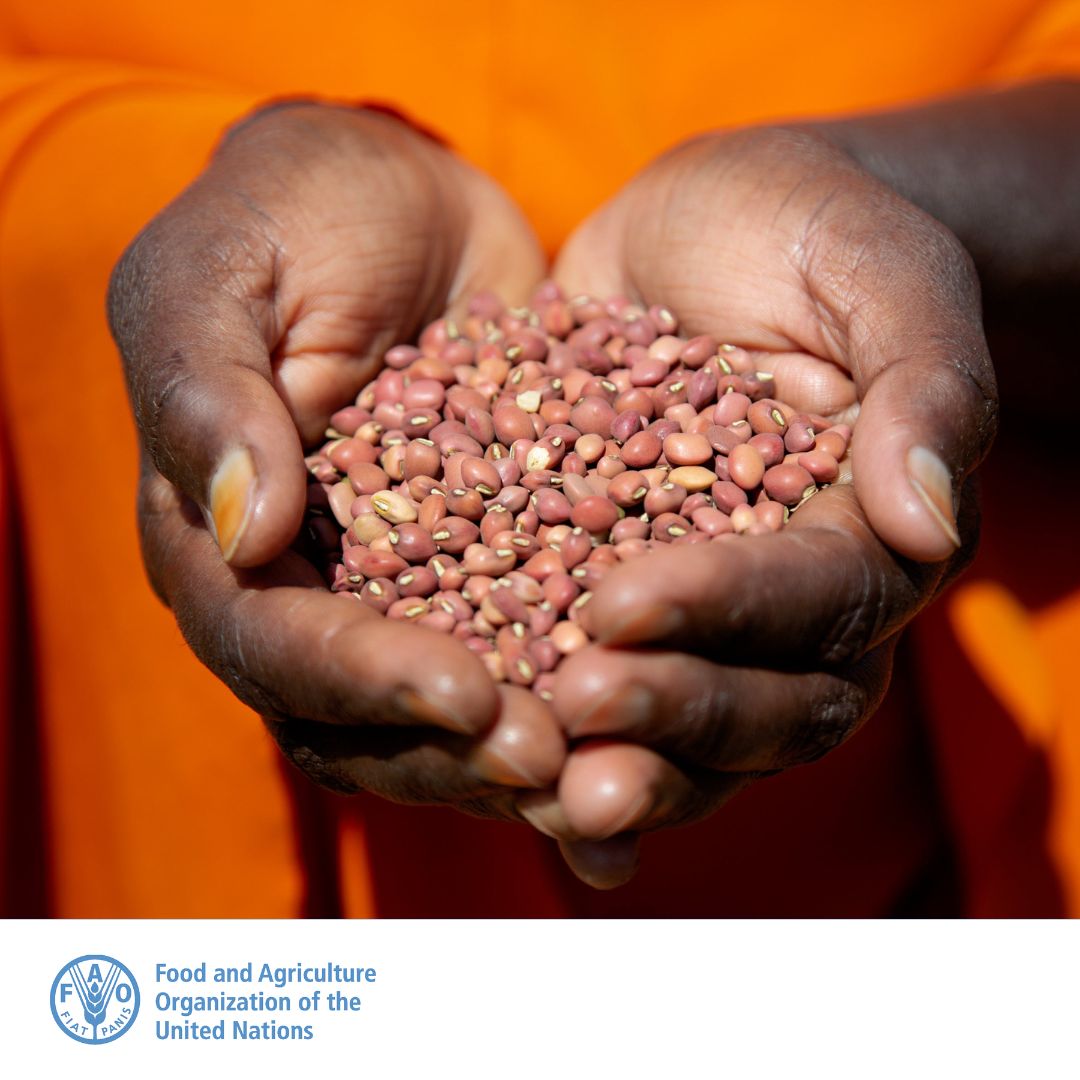 FAOclimate's tweet photo. 🌱 Enhancing agrifood systems &amp; nutrition in developing countries is key. Dive into @FAO's Climate Change Knowledge Hub &amp; discover the latest collection on the links between agrifood systems &amp; climate change! 🌾🌍

➡️ https://t.co/fjUpFzcxFN

#ClimateAction #CCKHub https://t.co/fkroeWzqTu
